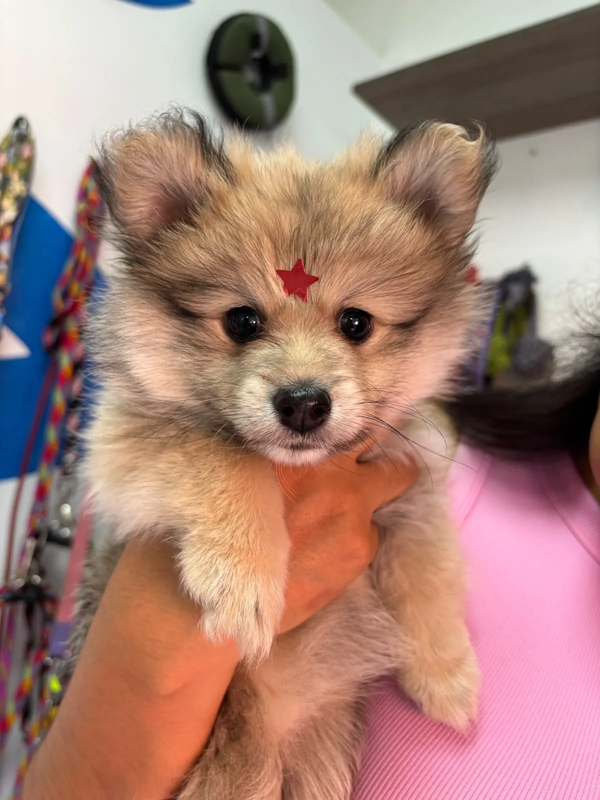 Cachorro atendido en Centro Veterinario Zaragoza
