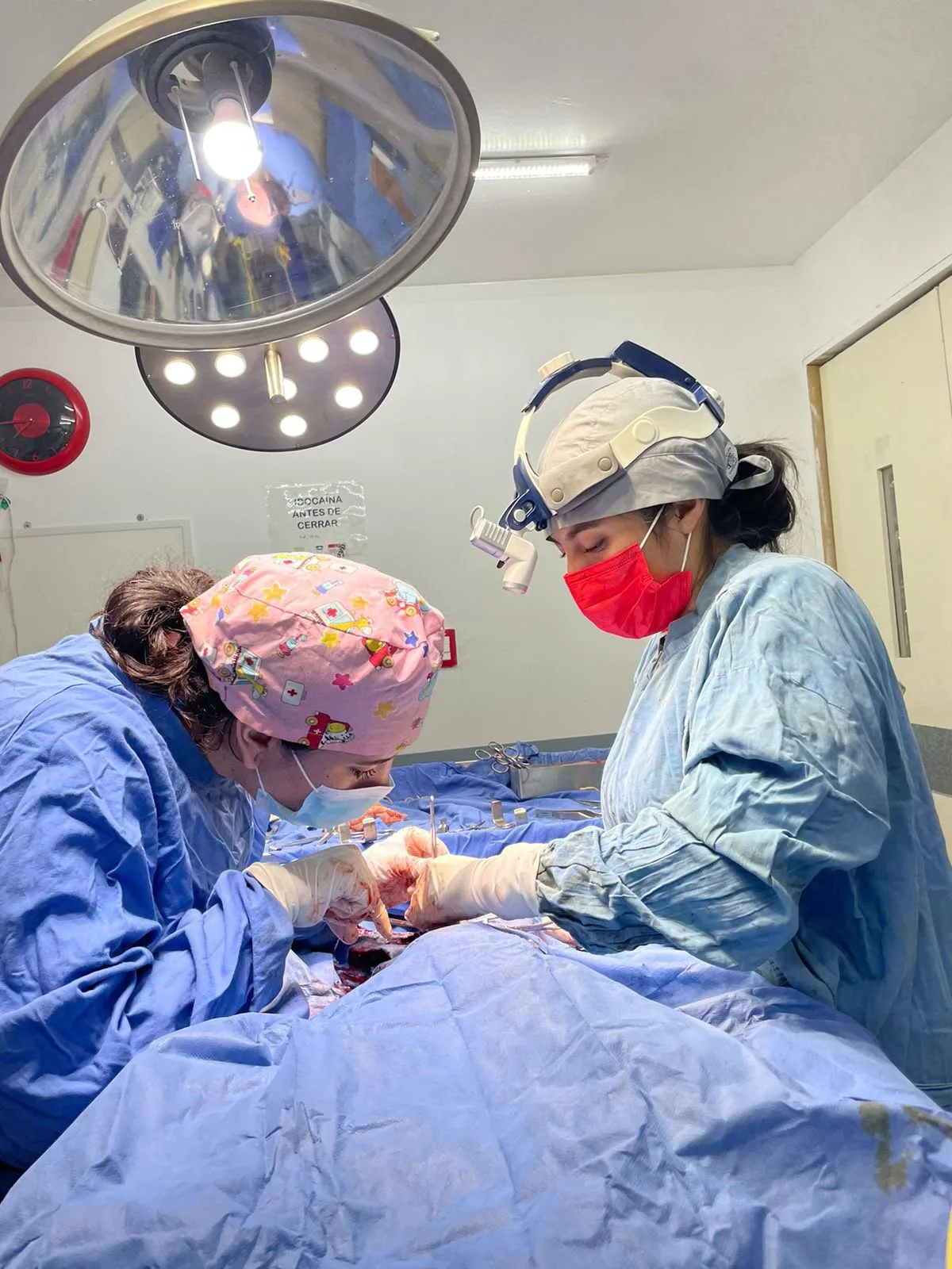 Equipo veterinario durante un procedimiento quirúrgico
