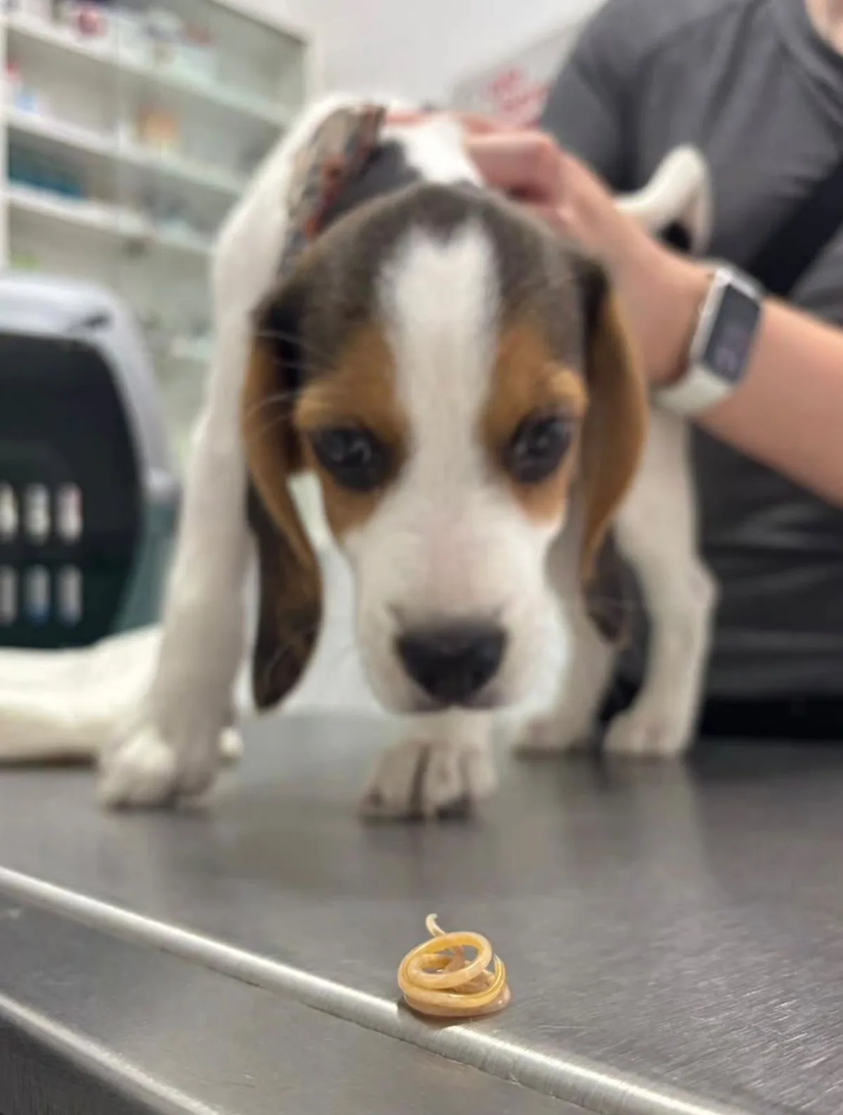 Paciente canino durante una evaluación de laboratorio clínico veterinario