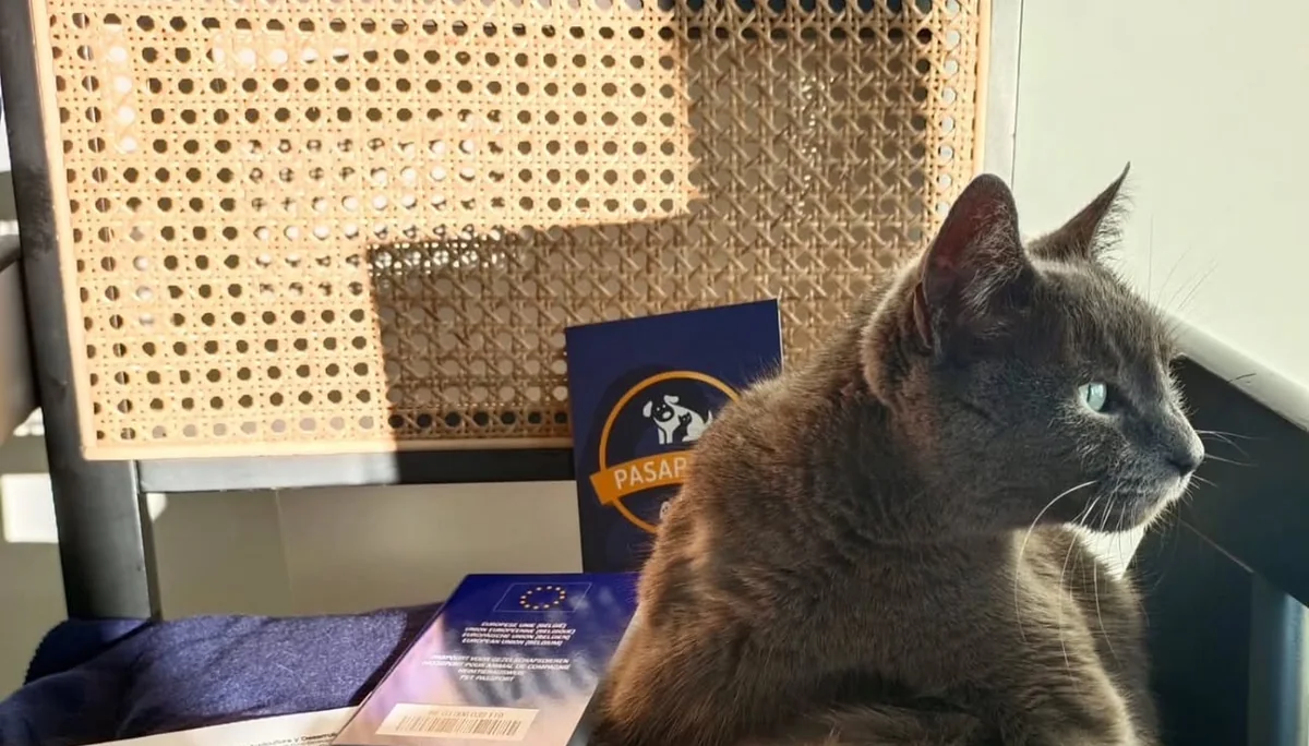 Gato acompañado de carnet y documentación veterinaria para viaje