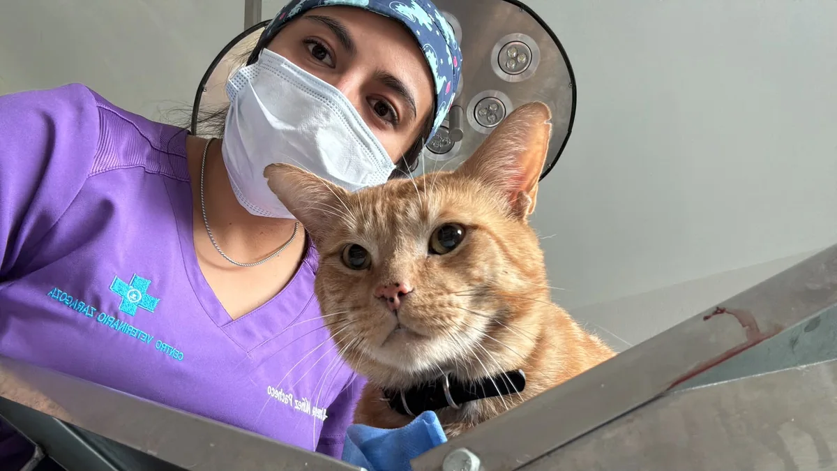 Médica veterinaria con un paciente felino durante un procedimiento
