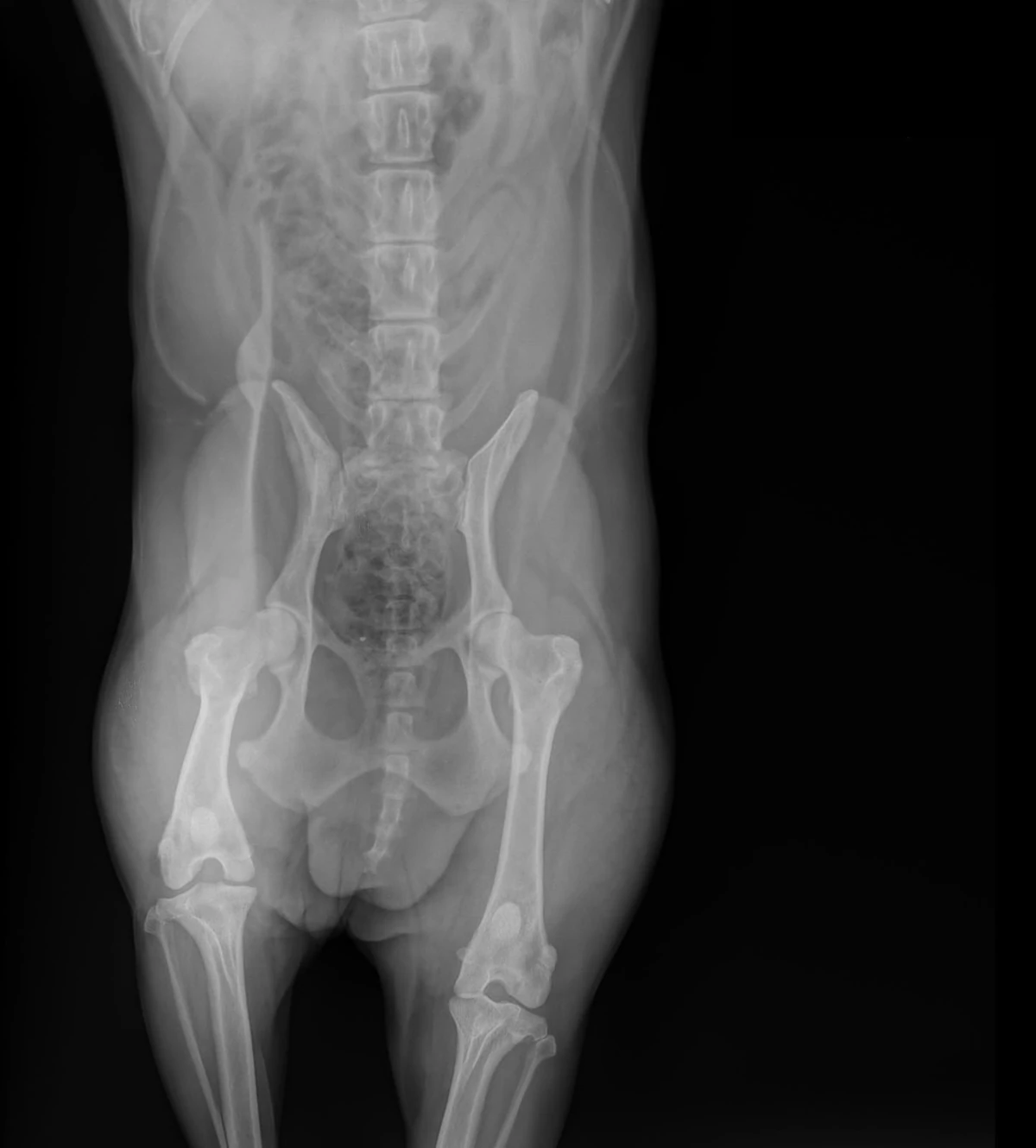 Estudio radiográfico veterinario de pelvis y extremidades posteriores