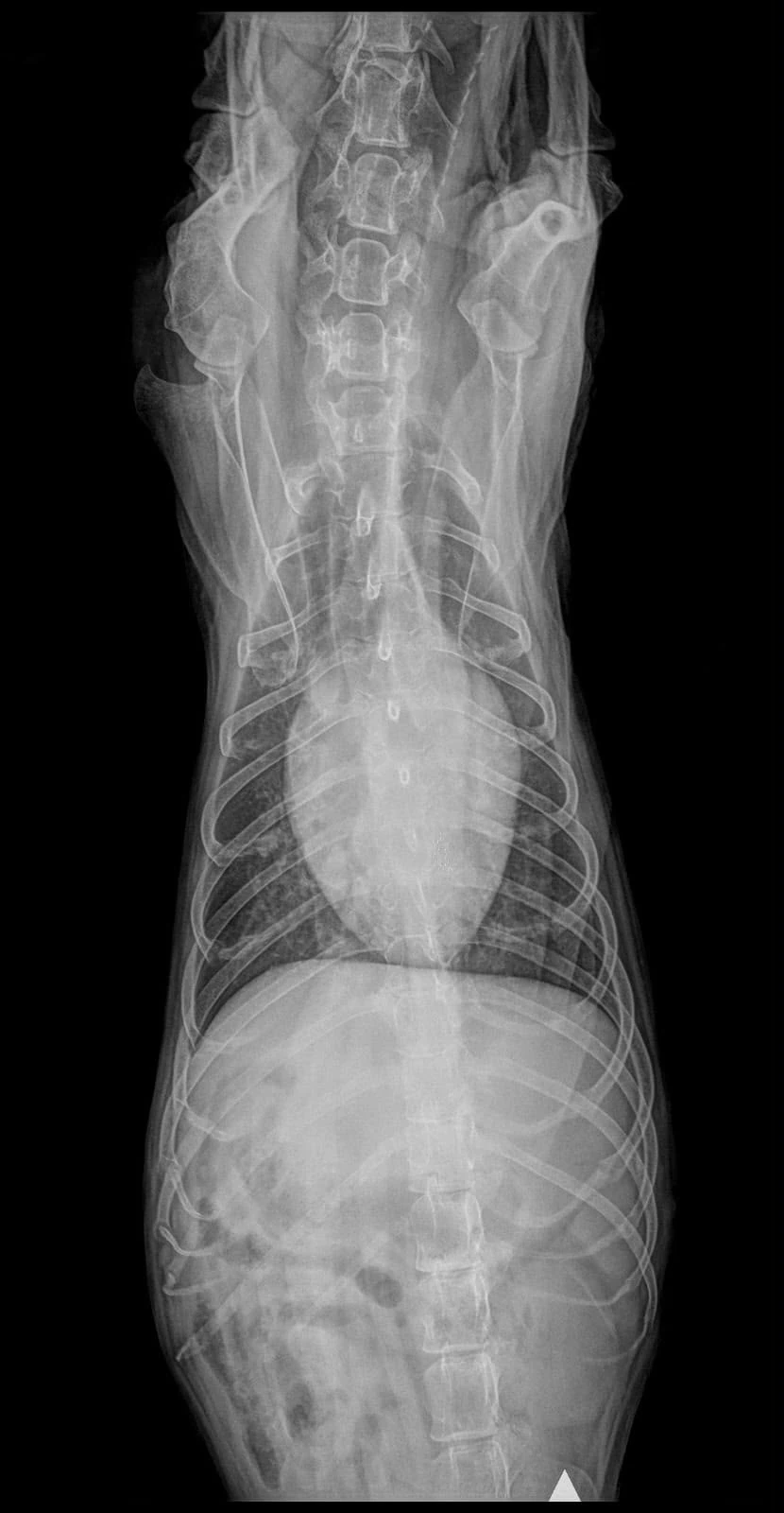 Estudio radiográfico veterinario en proyección frontal