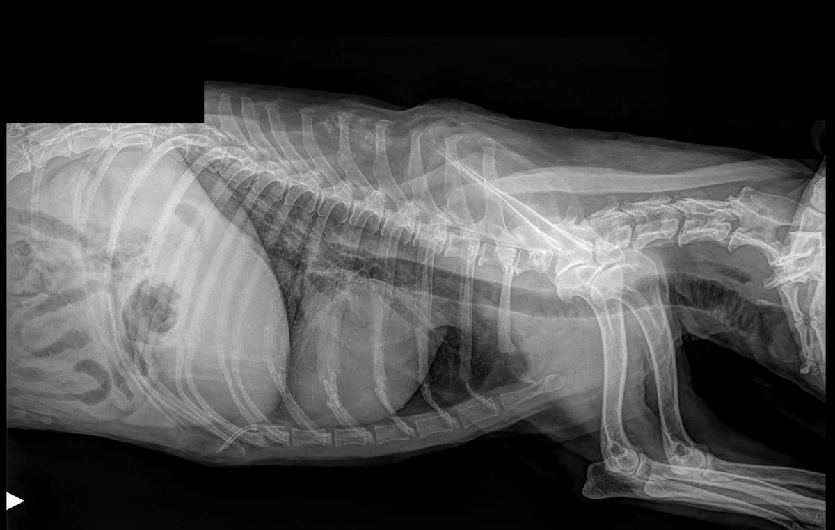 Estudio radiográfico veterinario en proyección lateral