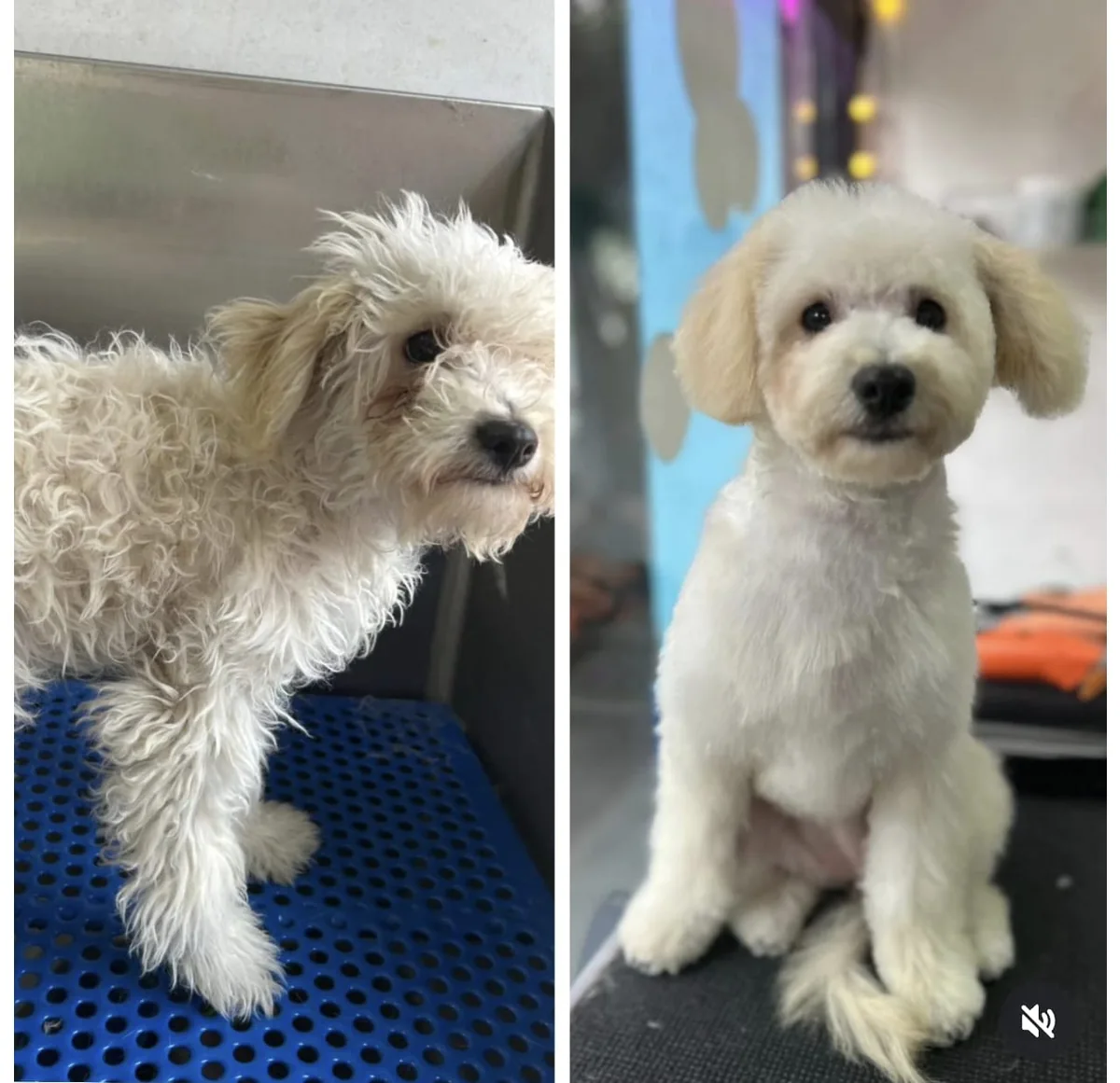 Antes y después de un servicio de estética en un perro de pelo blanco