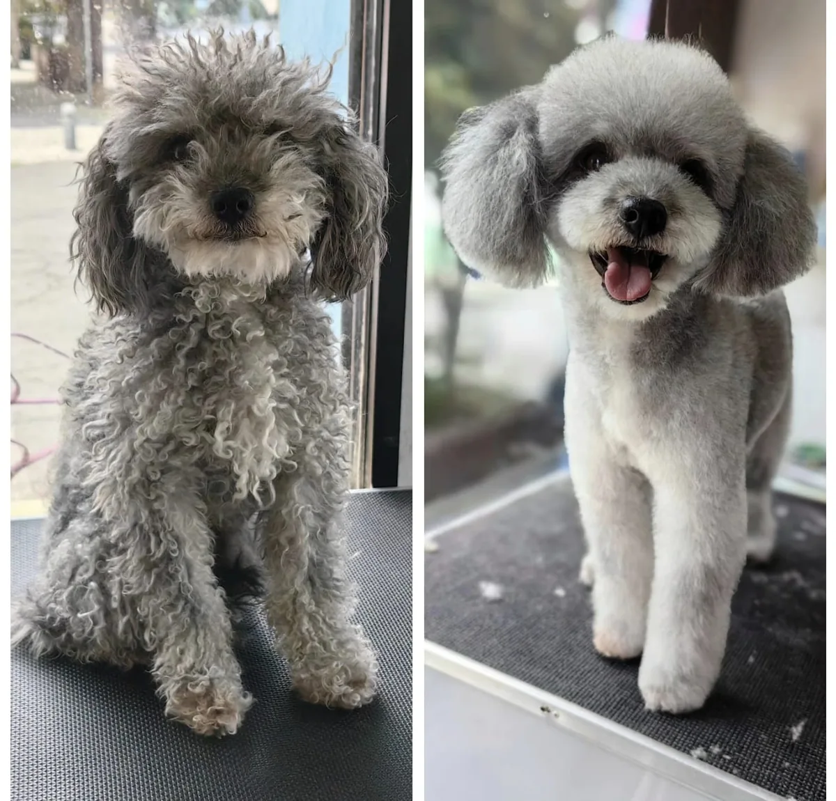 Antes y después de un servicio de estética en un perro de pelo gris