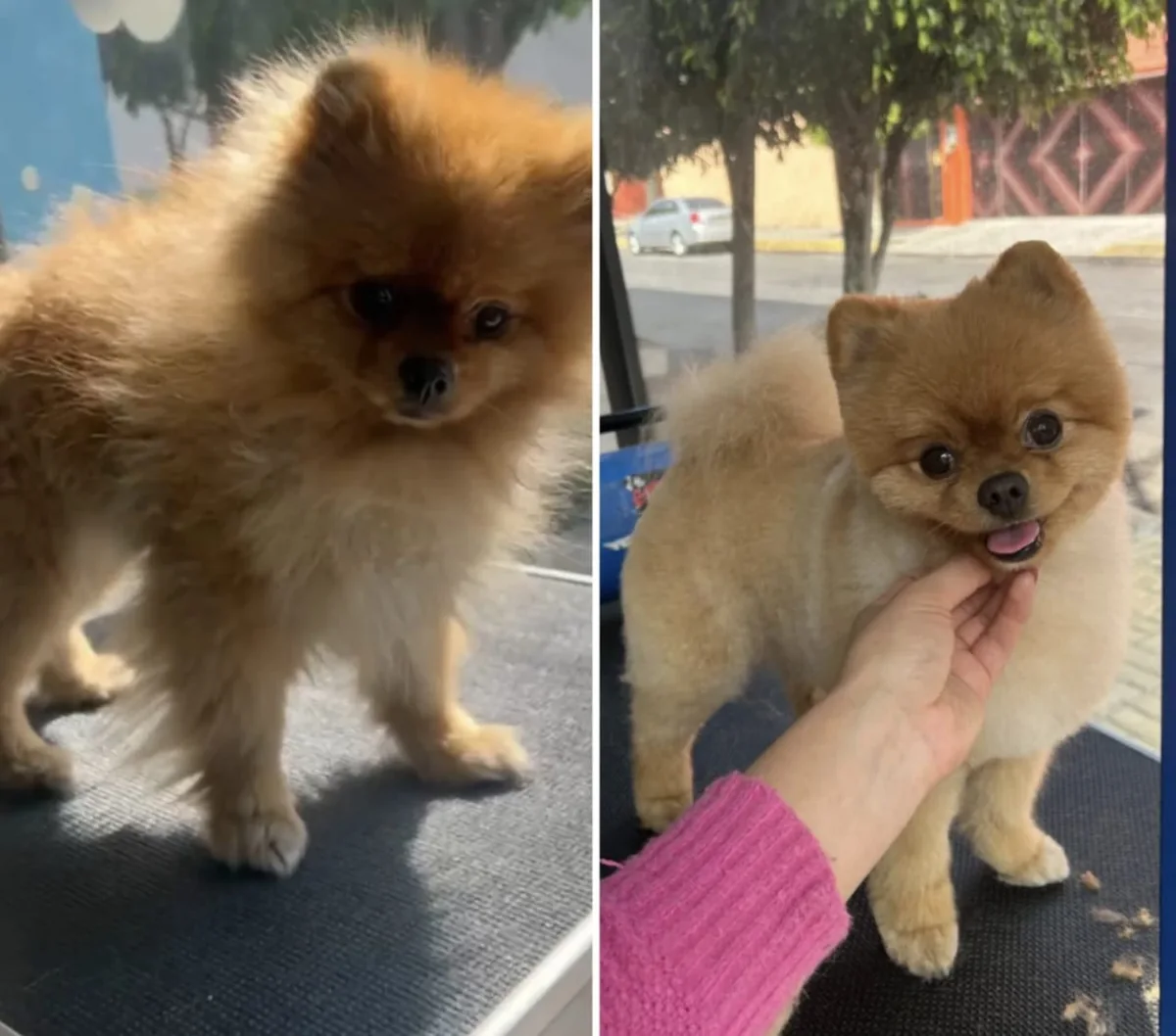 Antes y después de un servicio de estética en un perro Pomerania