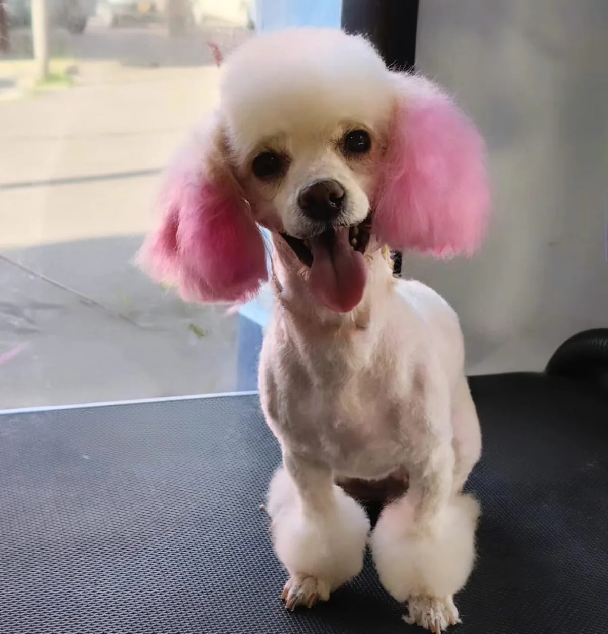 Resultado de un servicio de estética animal