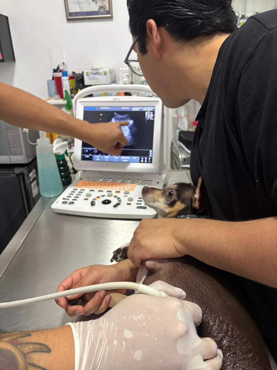 Estudio de ultrasonido veterinario durante una consulta
