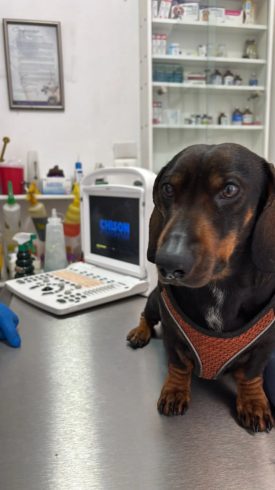 Paciente canino junto a equipo de ultrasonografía veterinaria